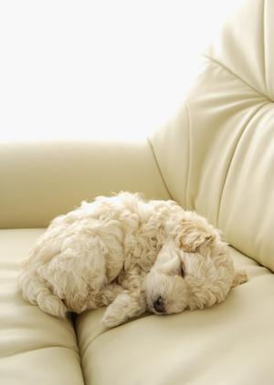 鹿肉を使ったヘルシーなドッグフード