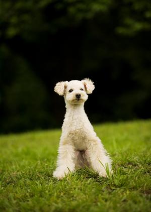 大切な家族を送り出したい方におすすめ