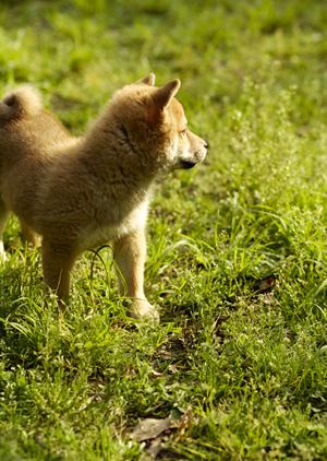 ペットと一緒に安心移動！大阪でおすすめのタクシーサービス完全ガイド