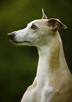 大切なペットを預ける事が出来ます