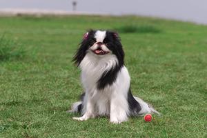 24時間診療の実績がある東京の動物病院