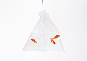 愛猫のための最適な療法食ガイド：健康を維持するための選び方とおすすめ商品