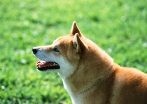 可愛いビションフリーゼが見つかる