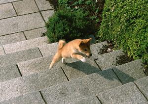 都心部にあるペットのお墓について