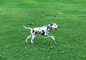 健康と環境に優しい犬のおもちゃの通販